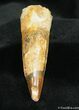 Very Large Spinosaurus Tooth (Composite) #737-1